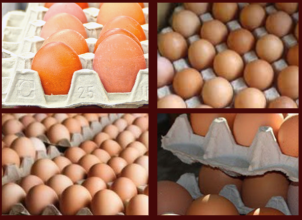 अण्डाको मूल्यमा वृद्धि