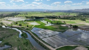 चिनियाँ वैज्ञानिकद्वारा बहुवर्षीय धानको बीउ विकास: अब वर्षौंसम्म एउटै बोटबाट धान फल्ने