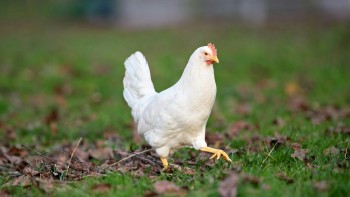 बर्डफ्लुको महामारीका कार‌ण  १ लाख ३० हजारभन्दा बढी पंक्षी नष्ट