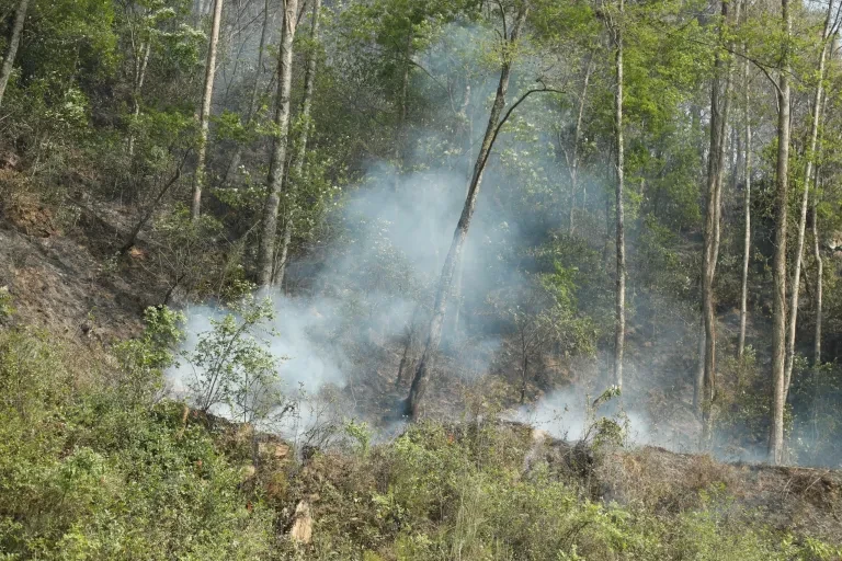 गोदावरी नगरभित्रका वनमा लागेको डढेलो नियन्त्रण बाहिर, एक जनाको मृत्यु