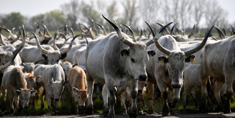 युरोपमा फैलियो खतरानाक भाइरस, तीन देशले गरे सिमानामा सिल