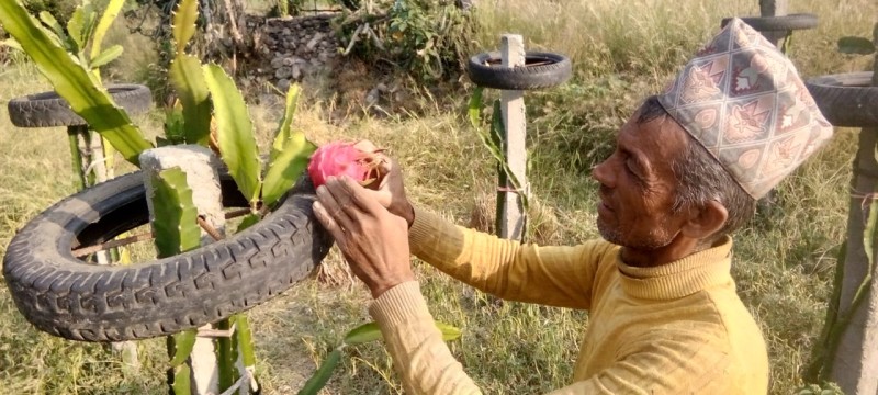 सिँचाईको अभावमा ड्रयागन खेती