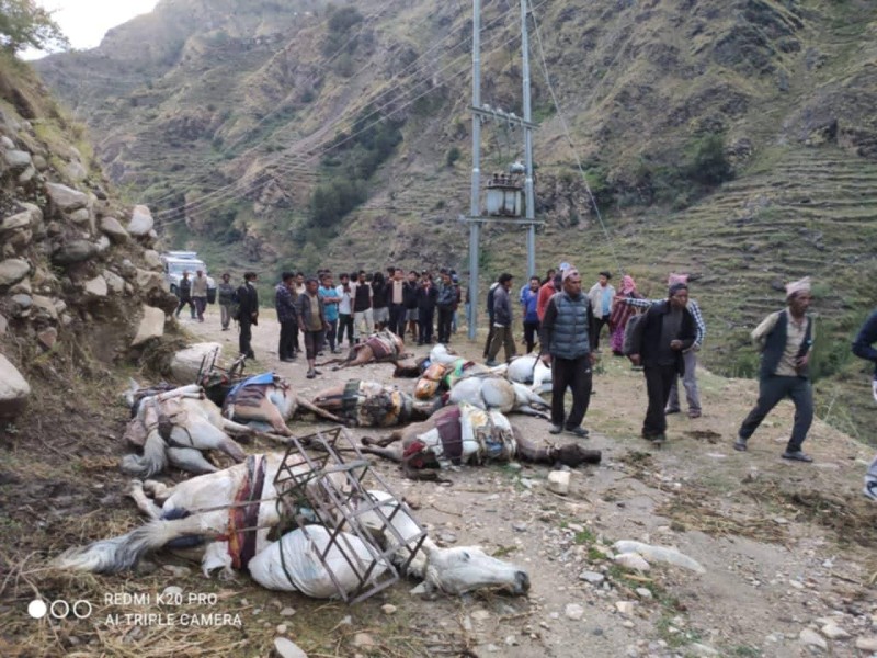 ट्रान्समिटरबाट विद्युत चुहावट हुँदा मुगुमा करेन्ट लागेर दश खच्चर मरे