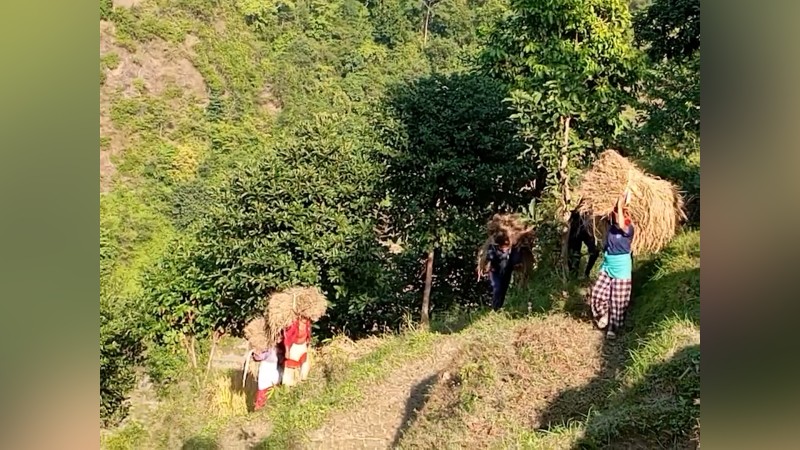 किसानलाई धान भित्र्याउने चटारो, बर्षाले १३९ मेट्रिक टन धानबाली नष्ट