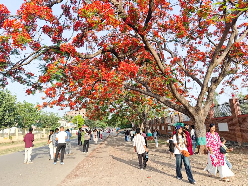 वीरेन्द्रनगरमा ढकमक्क गुलमोहर (फोटो फिचर)