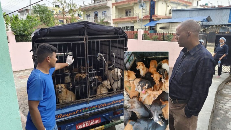 रेविज रोग शुन्यमा झार्न कुकुरको बन्ध्याकरण 