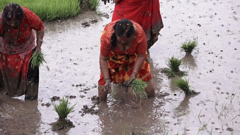असार १५ सम्म देशभर २०.३ प्रतिशत मात्र धान रोपाइँ