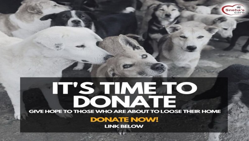 सयौँ जनावरको आश्रयस्थल बनेको स्नेहाज केयर गम्भीर आर्थिक संकट झेल्दै 