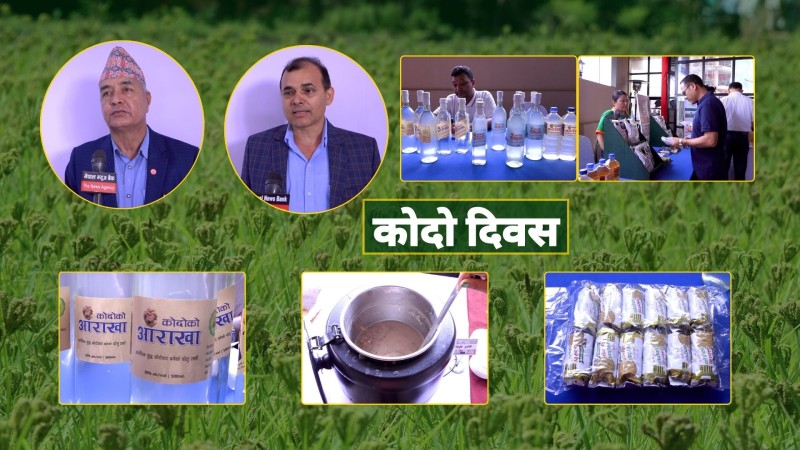 नेपालमा २० प्रजातिका कोदो पाइन्छ तर हाइब्रिडले प्राथमिकता पाइरहेको गुनासो