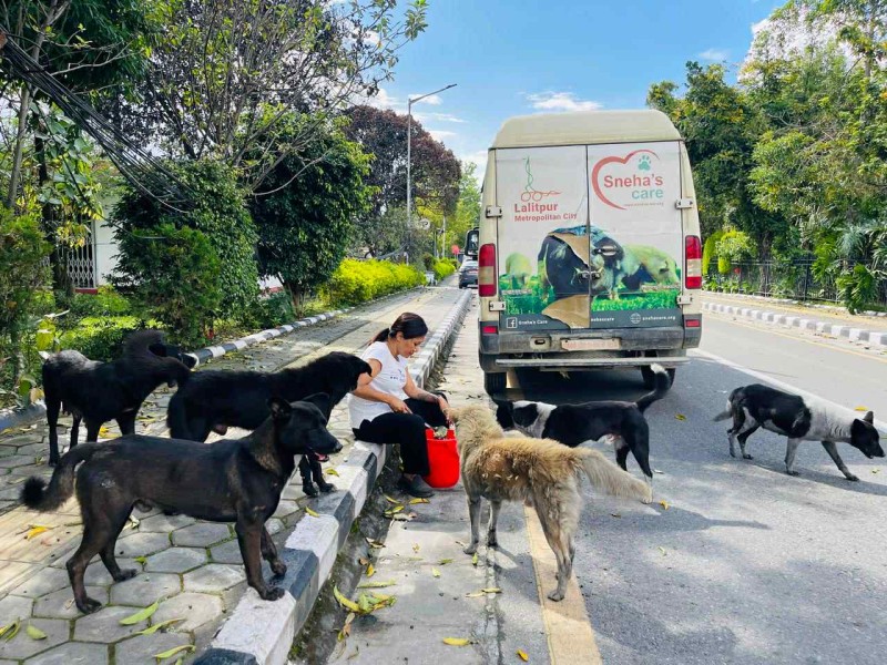कर्फ्यु र निषेधाज्ञामा सामुदायिक कुकुरलाई स्नेहाज केयरको खाना 