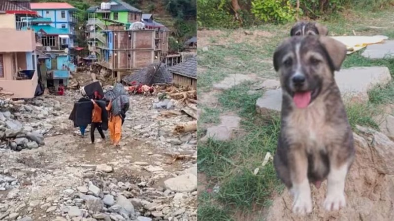 कुकुरले मानिसलाई कतिसम्म सहयोग गर्न सक्छ ?