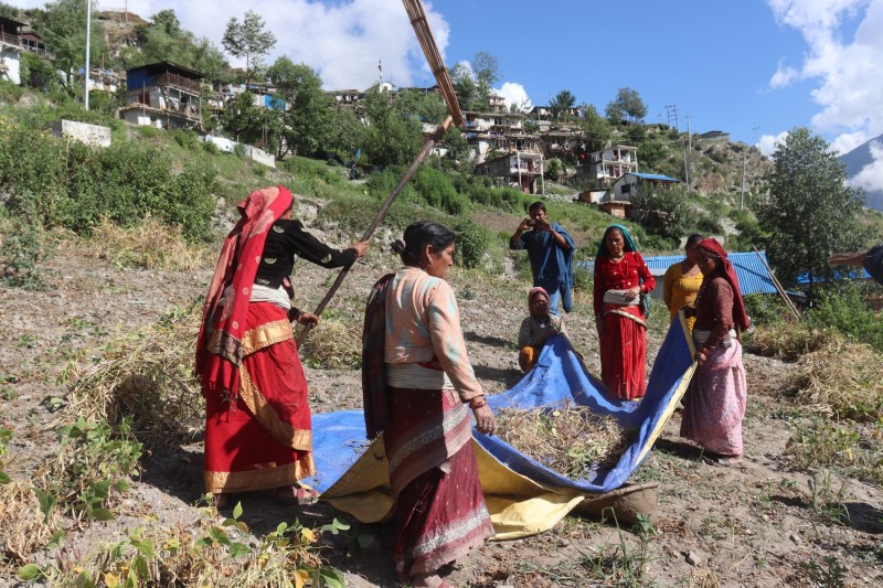 कर्णालीमा उत्पादन हुने रैथाने अन्नवालीको निर्यात बढ्यो
