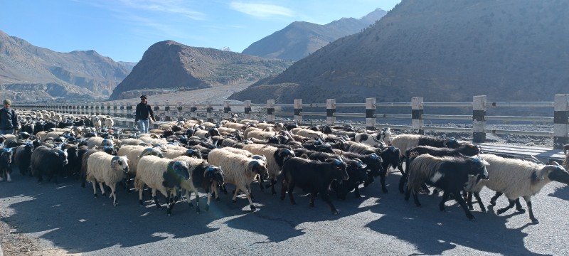 मुस्ताङ मार्ग हुँदै ३५ करोड बढीका भेडाच्याङ्ग्रा निकासी