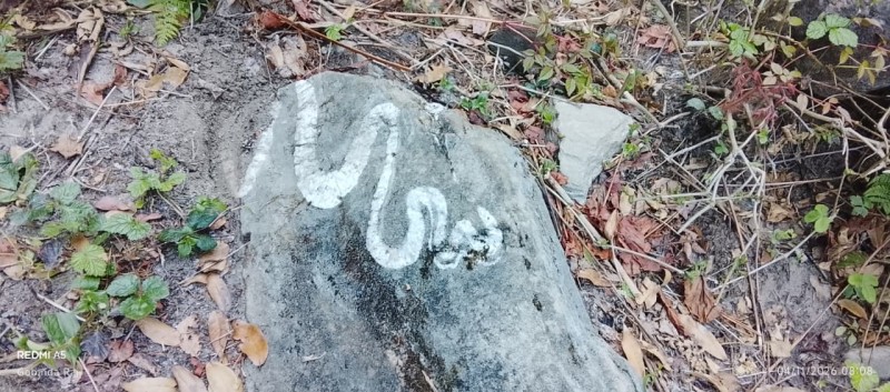 डुङ्गामा नागबेली सर्पको आकृत (तस्बिरसहित)