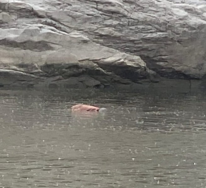 बागमती नदीमा बेपत्ता भएका स्याङतानको शव तीन दिनपछि फेला