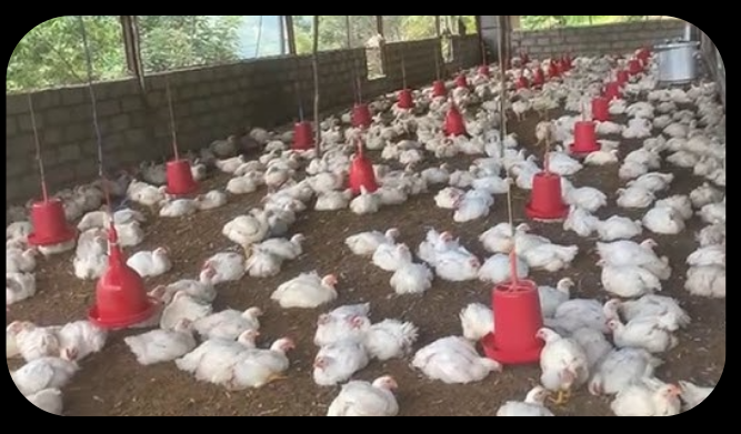 नेपालको अर्थतन्त्रमा कुखुरापालन बाट ६० अर्बभन्दा बढीको योगदान