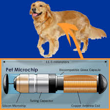 Dog-1743600324.jpg