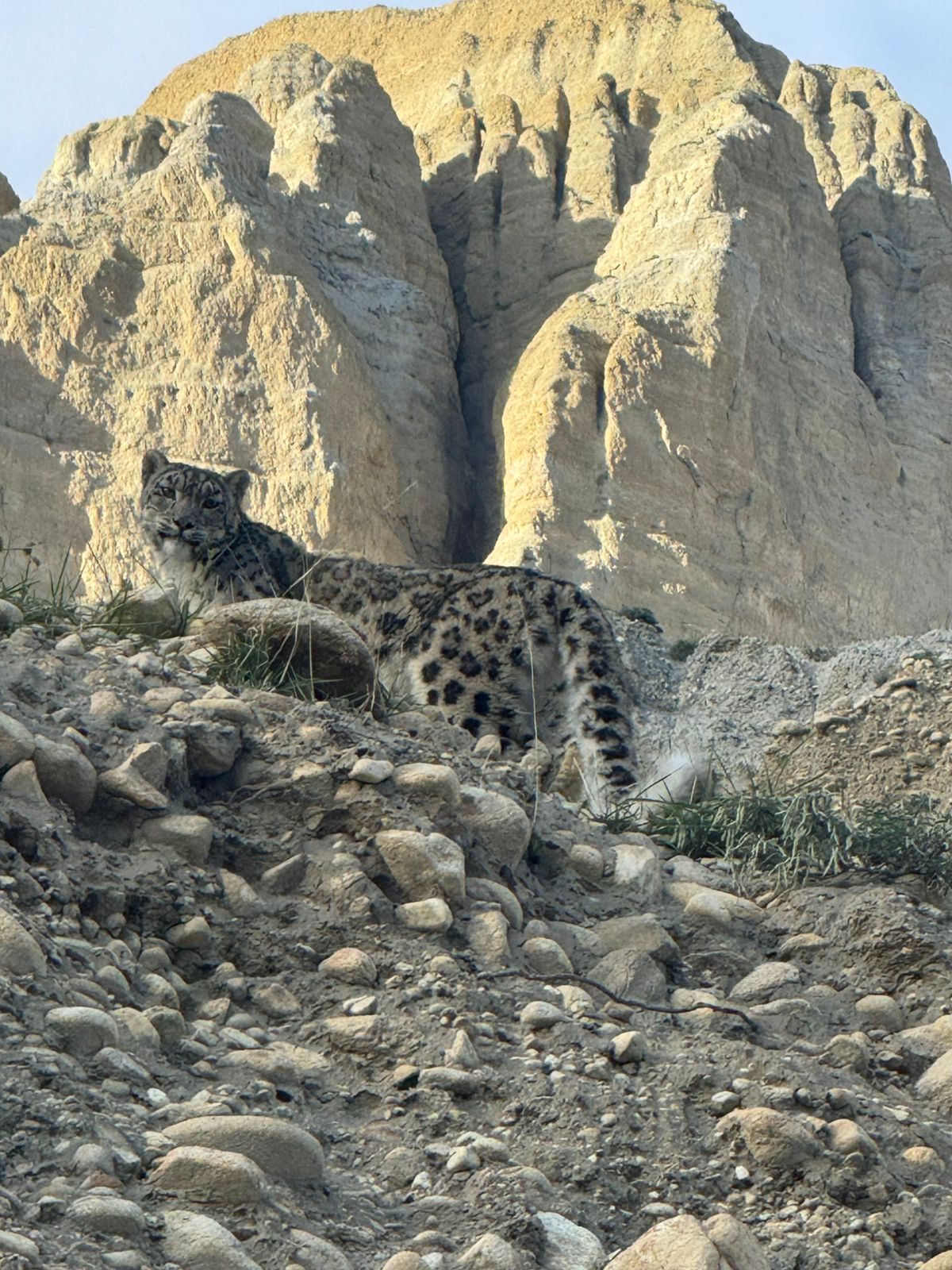 snow-leopard-1754809024.jpg